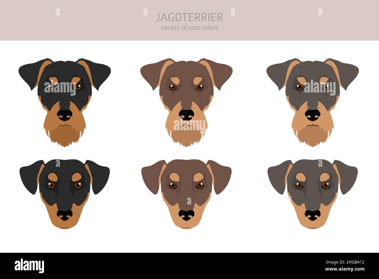 Jagdterrier clipart. Different poses, coat colors set.  Vector illustration Stock Vector