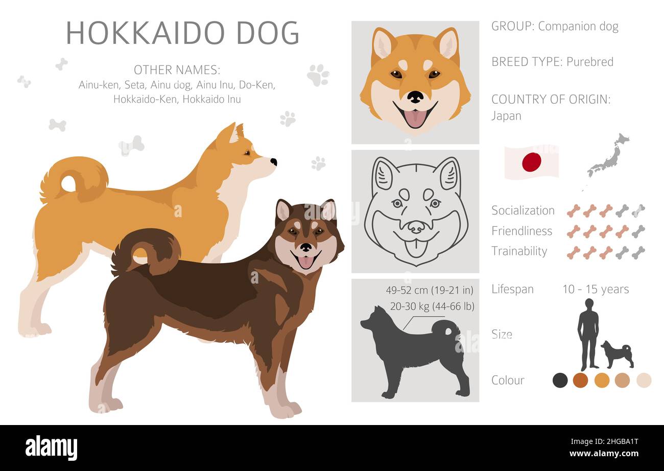 Hokkaido dog, Ainu dog clipart. Different poses, coat colors set.  Vector illustration Stock Vector