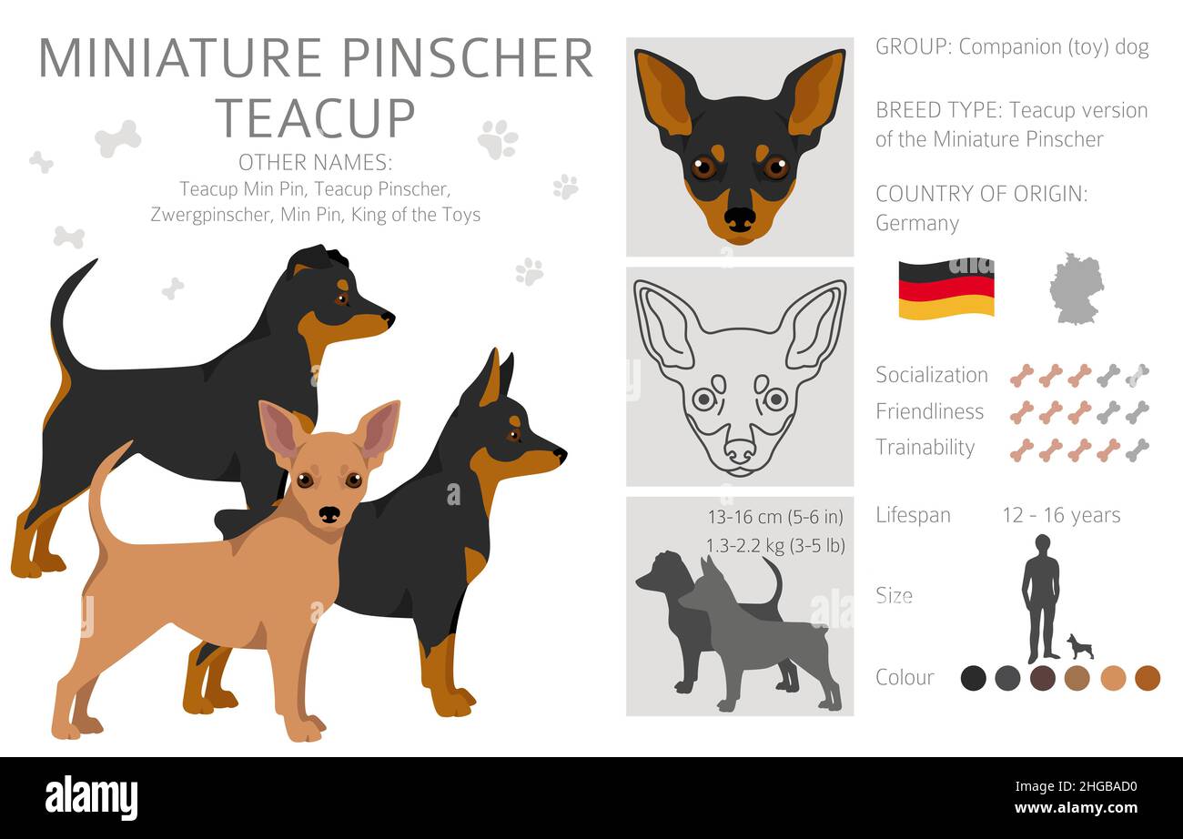 Miniature pinscher teacup clipart. Different poses, coat colors set.  Vector illustration Stock Vector