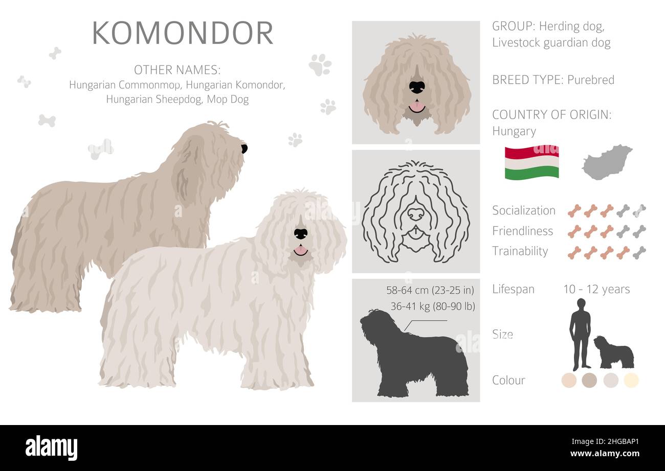 Komondor clipart. Different poses, coat colors set.  Vector illustration Stock Vector