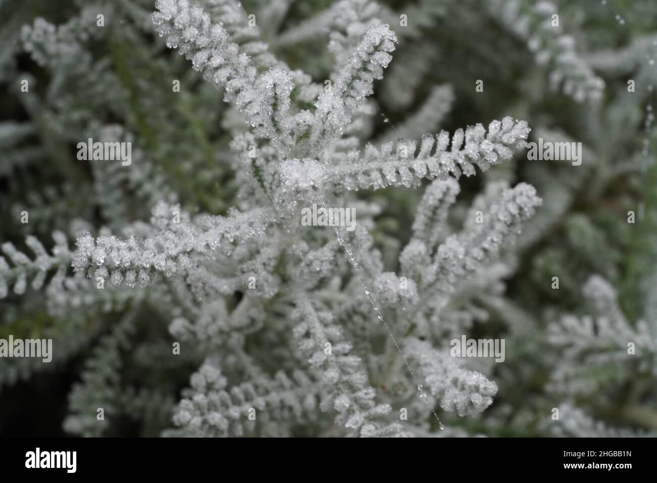 Norwegian Pine tree in winter with frost Stock Photo