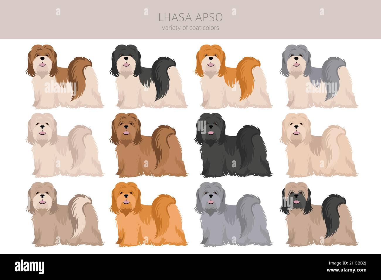 Lhasa Apso clipart. Different poses, coat colors set.  Vector illustration Stock Vector