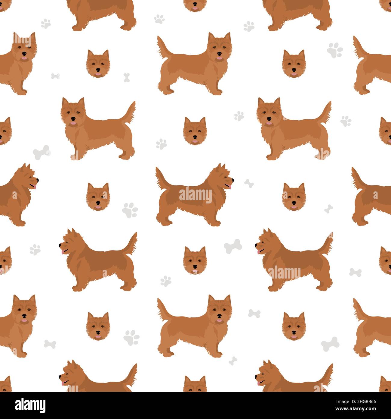 Norwich terrier seamless pattern. Different poses, coat colors set. Vector illustration Stock