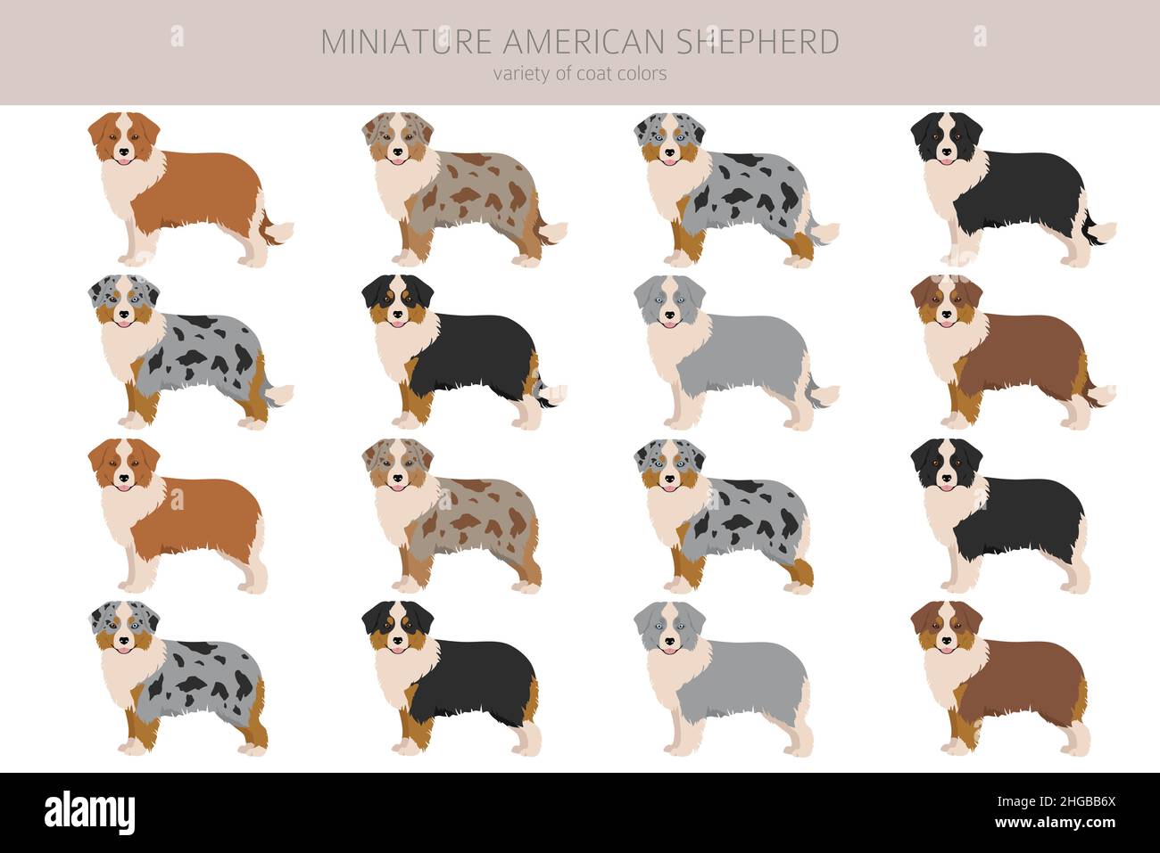 Miniature american shepherd clipart. Different poses, coat colors set.  Vector illustration Stock Vector Image & Art - Alamy