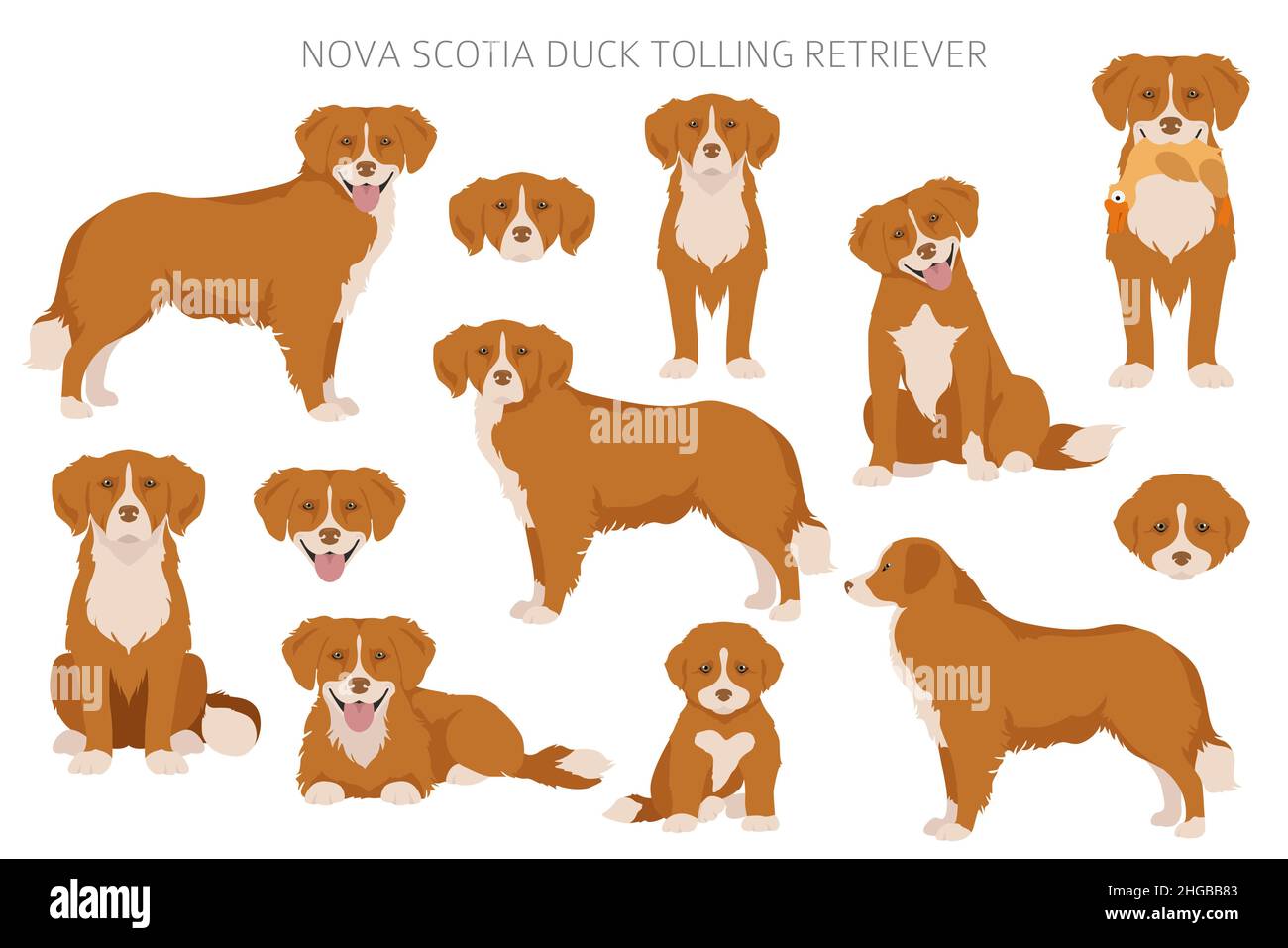 Nova scotia duck tolling retriever doodle 2025