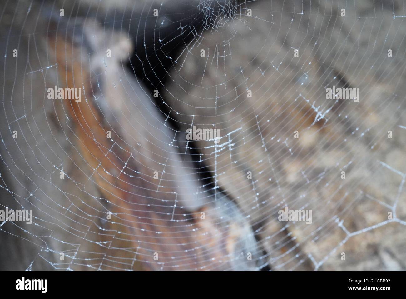 Spiders Web with logs in background Stock Photo