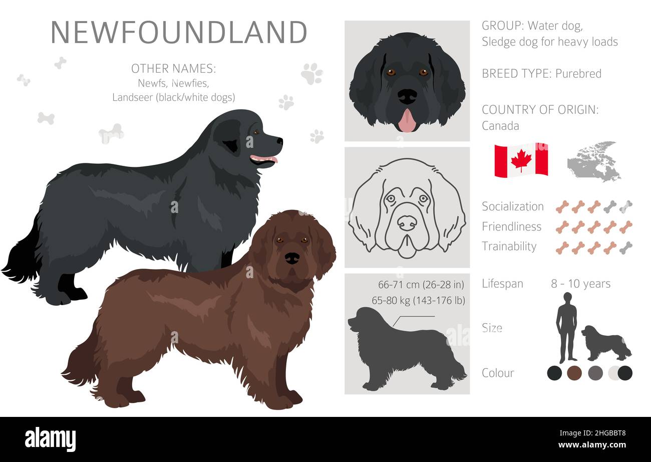 newfoundland puppy coat