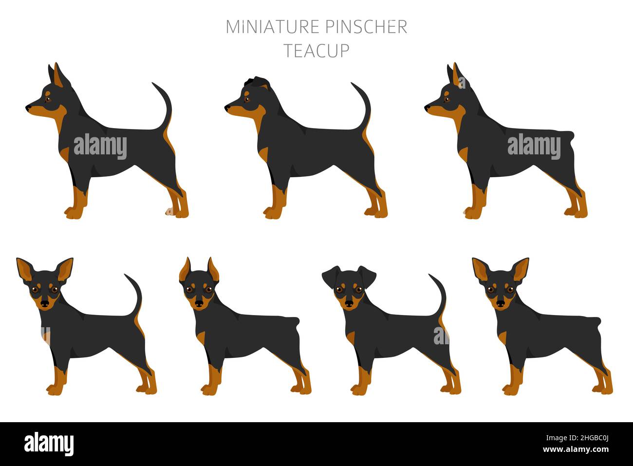 Miniature pinscher teacup clipart. Different poses, coat colors set.  Vector illustration Stock Vector