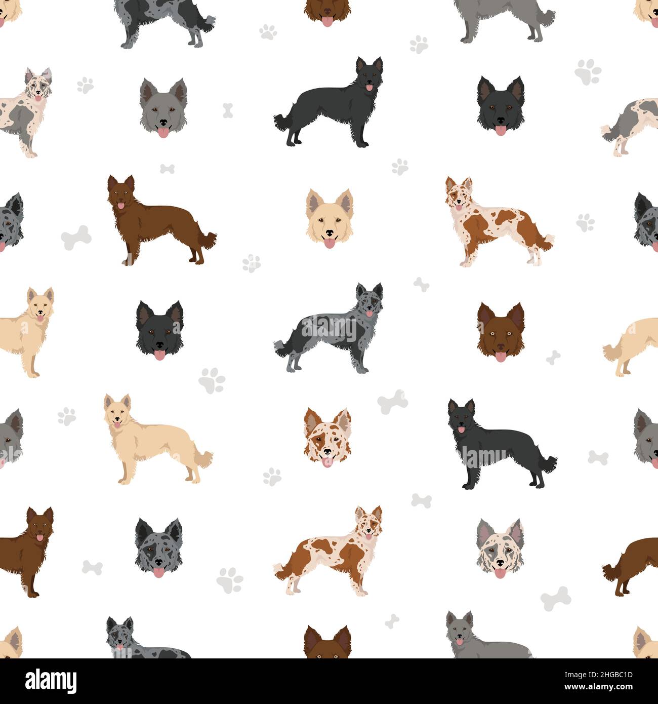 Mudi seamless pattern. Different poses, coat colors set. Vector