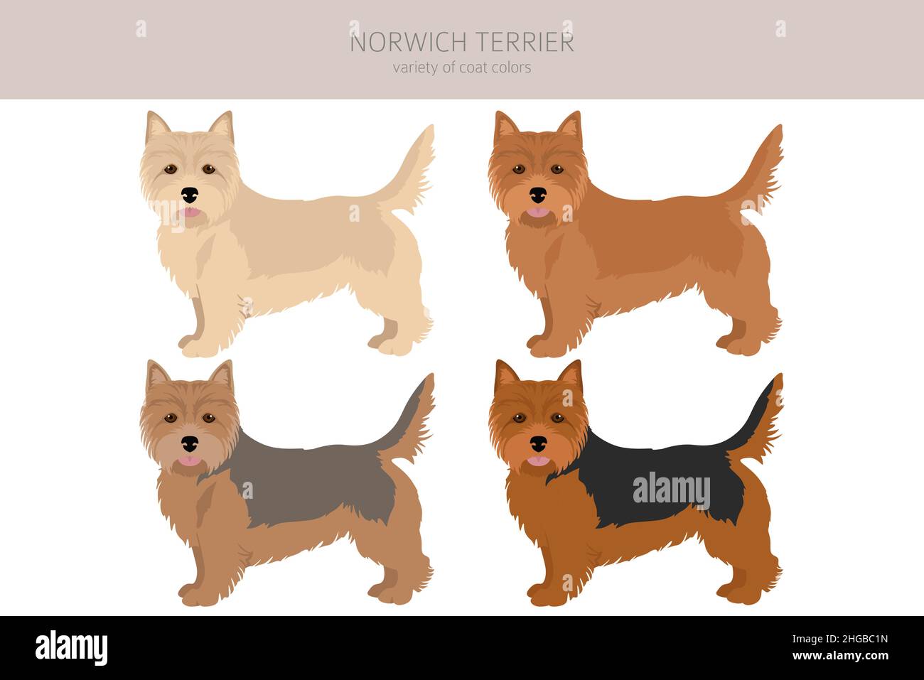 Norwich Terrier Jacket Norwich Terrier Jacket