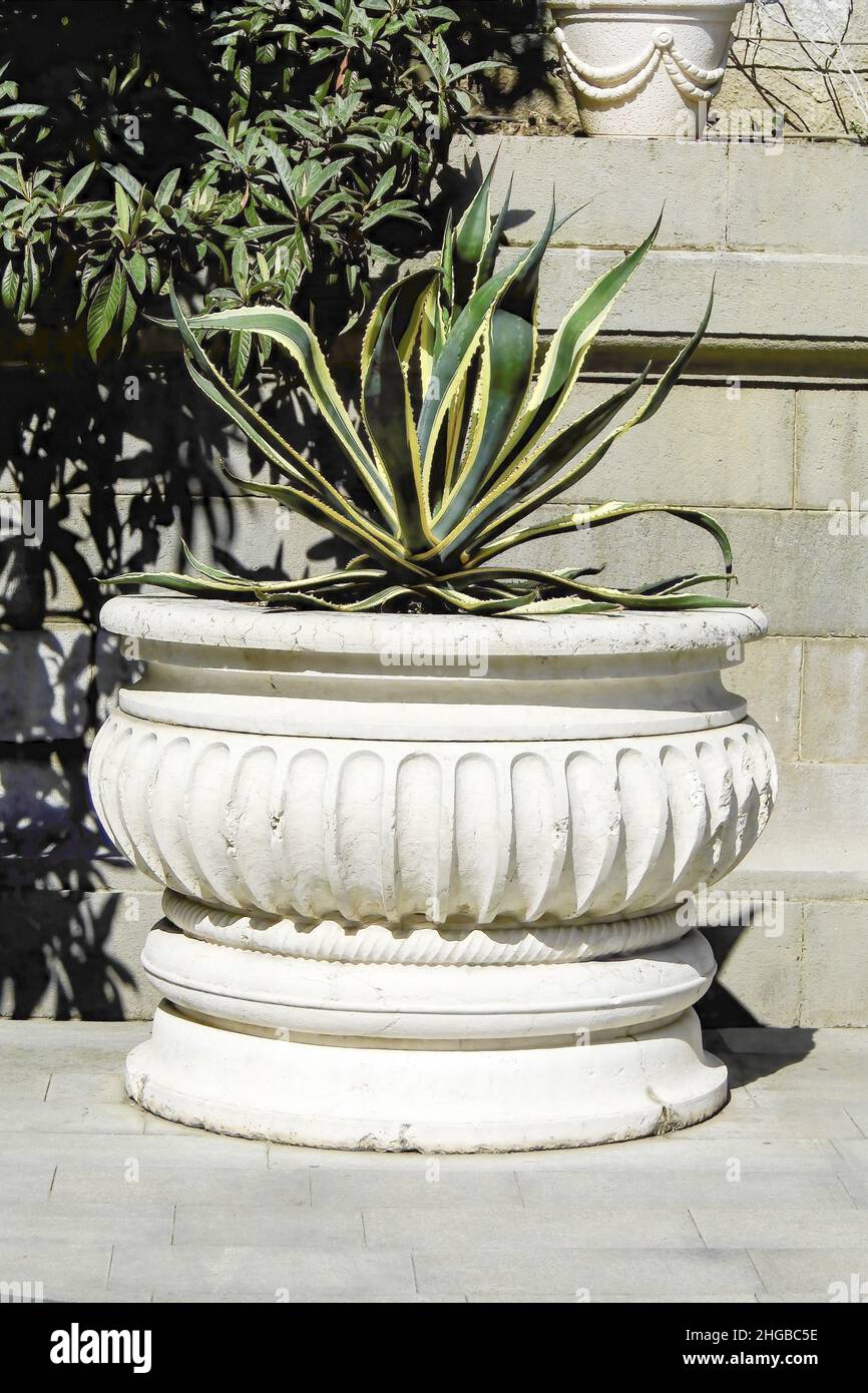 Agave in a ceramic pot in botanical garden Stock Photo