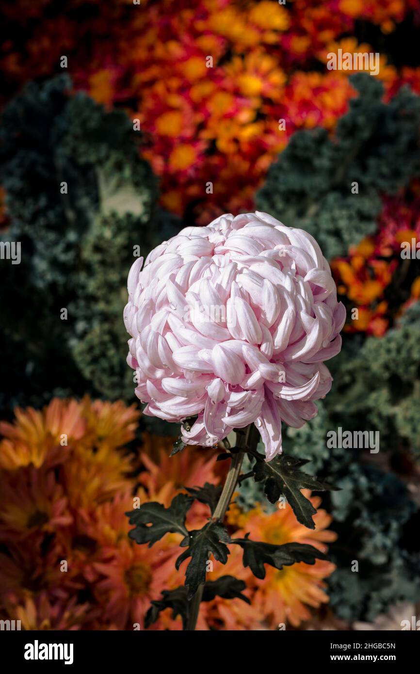 Blooming floral bed landscape hi-res stock photography and images - Alamy