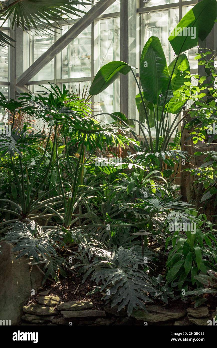 Lush greenhouse environment hi-res stock photography and images - Alamy