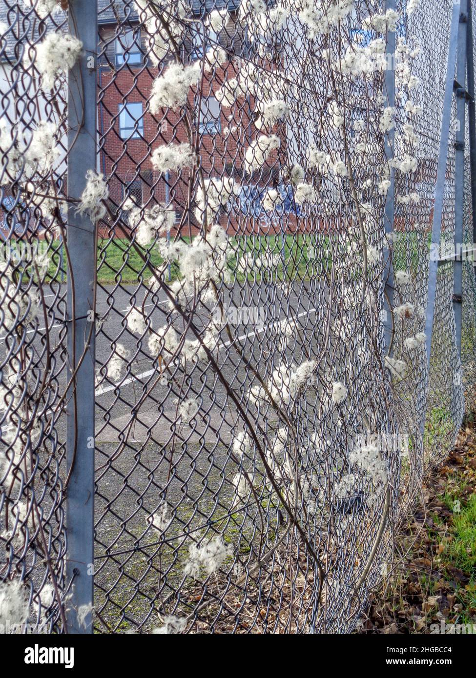 Dynamic Old Man's Beard, Traveller's Joy, Clematis vitalba, seedheads
