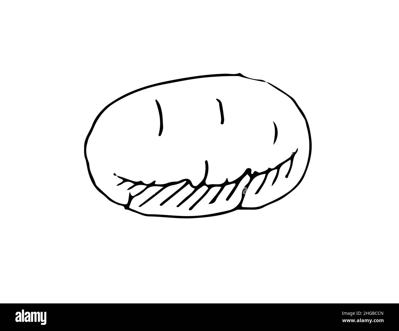 Potato tuber ripe vegetable. Edible vegetable fruit. Hand drawing