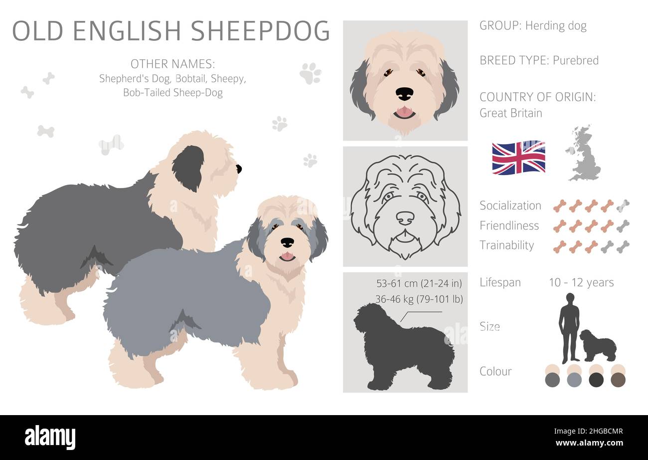 530+ Old English Sheepdog Puppy Pictures Stock Photos, Pictures