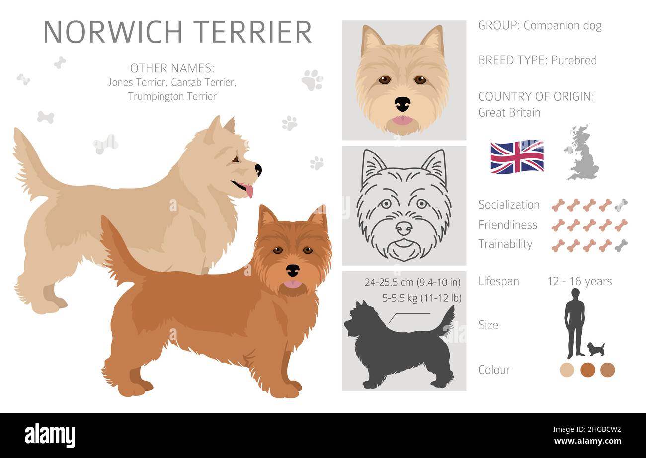 Norwich Terrier Jacket Norwich Terrier Jacket