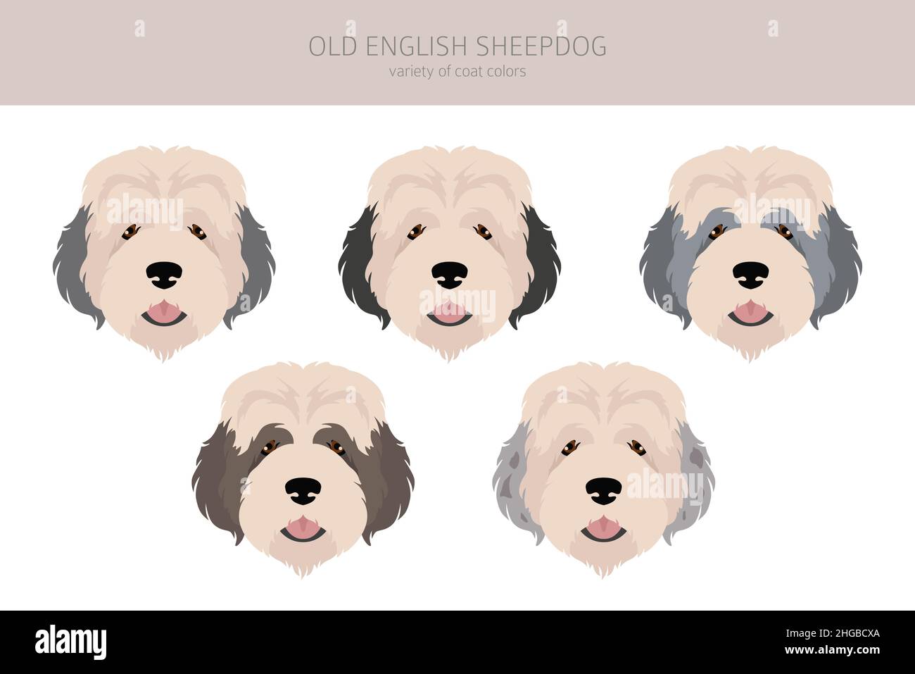 Old English Sheepdog Stock Vector Image & Art - Alamy