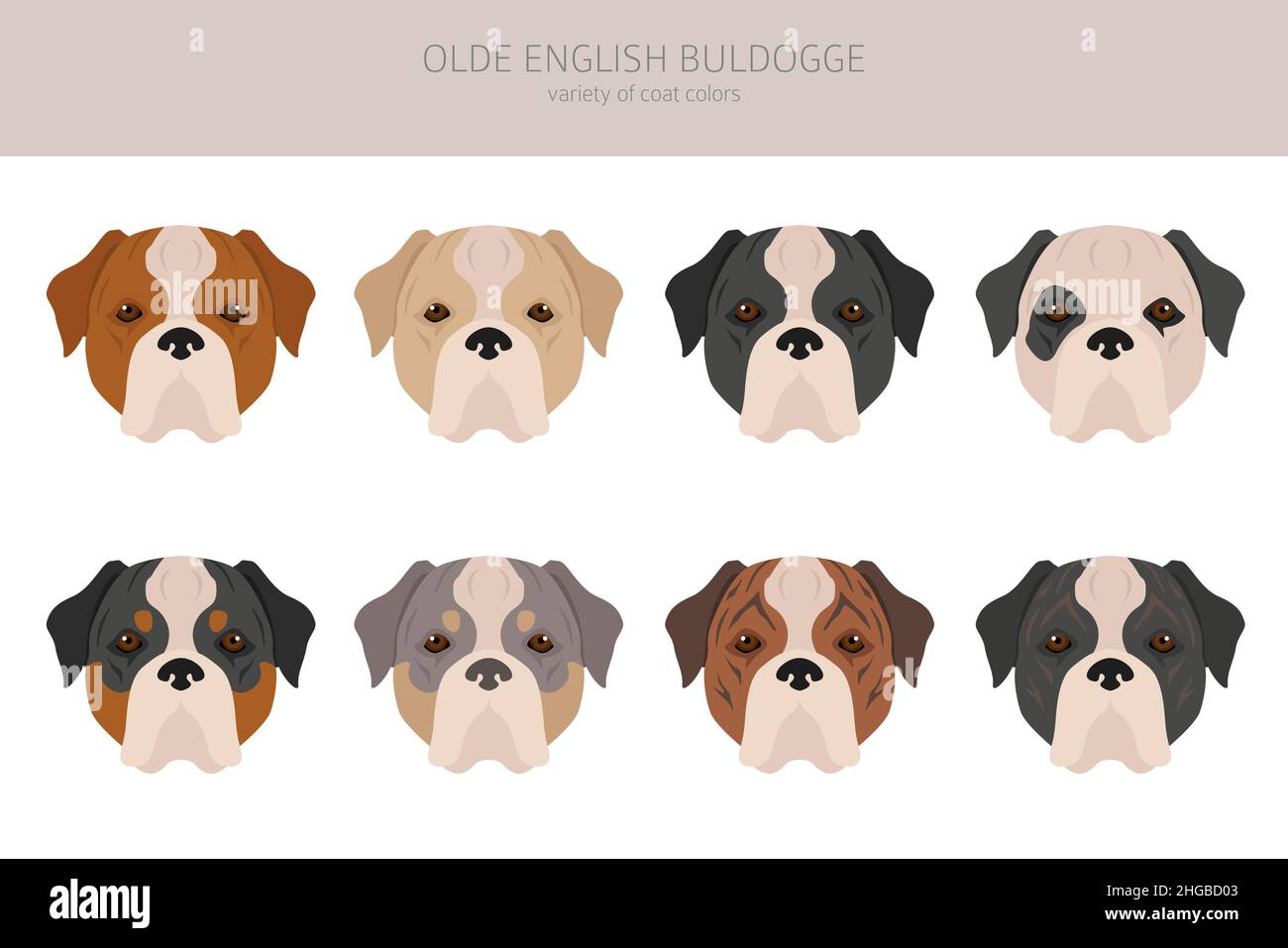 Olde English Bulldogge, Leavitt Bulldog clipart. Different poses, coat