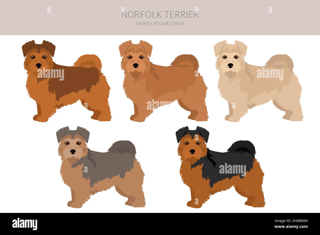 Norfolk terrier clipart. Different poses, coat colors set. Vector