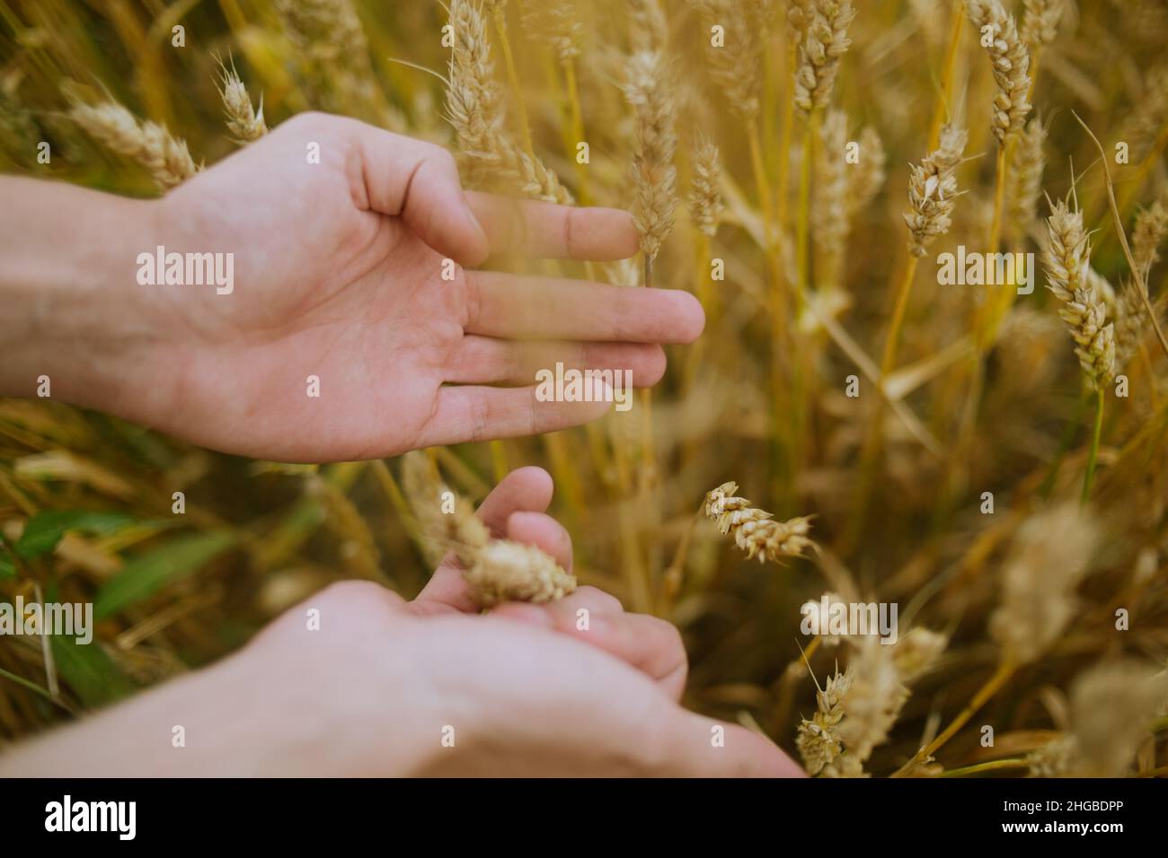 Male hand holding a golden wheat ear in the wheat field. A man's hand ...