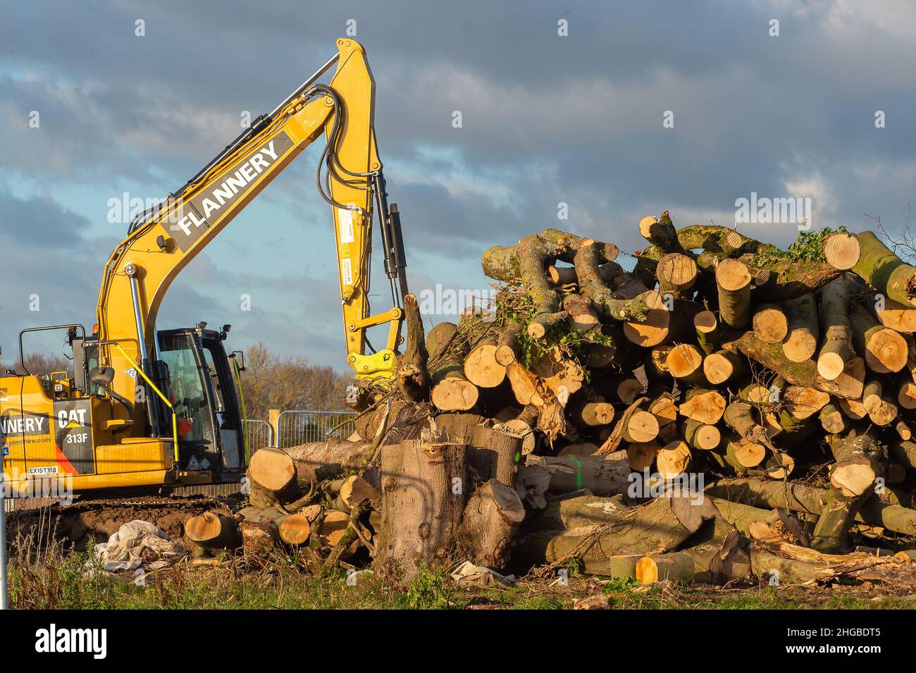 Wendover, Aylesbury, Buckinghamshire, UK. 19th January, 2022. The remains of woodland felled by HS2. The controversial High Speed Rail projects is having a devastating impact upon the countryside and wildlife around Wendover. Credit: Maureen McLean/Alamy Stock Photo