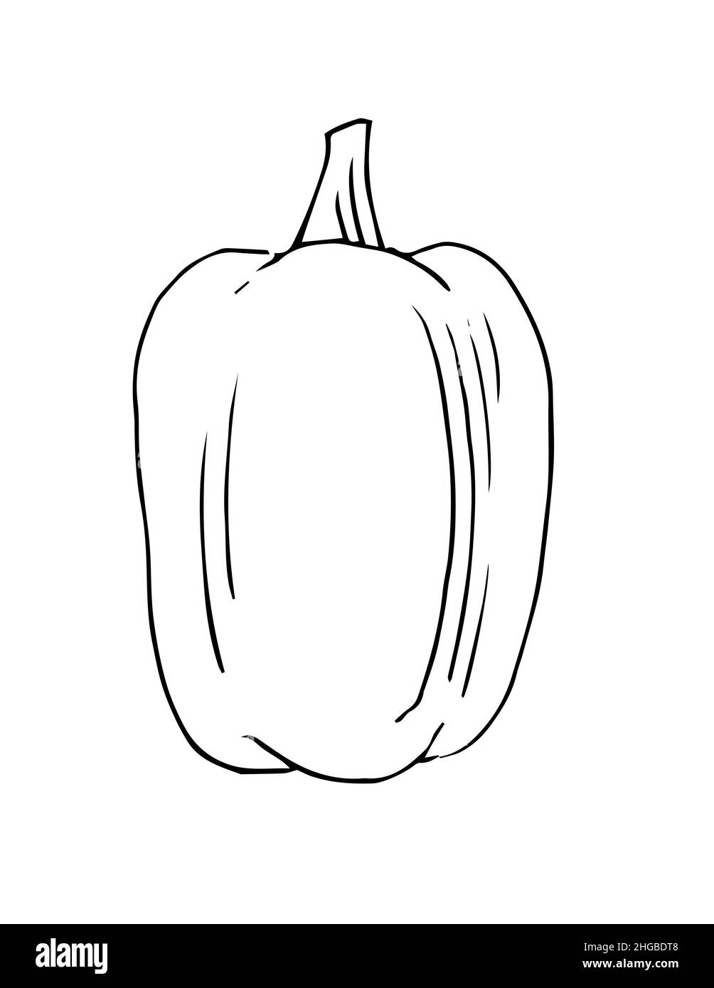 Bell pepper ripe vegetable. Edible vegetable fruit. Hand drawing outline. Sketch isolated on a white background. Vector Stock Vector