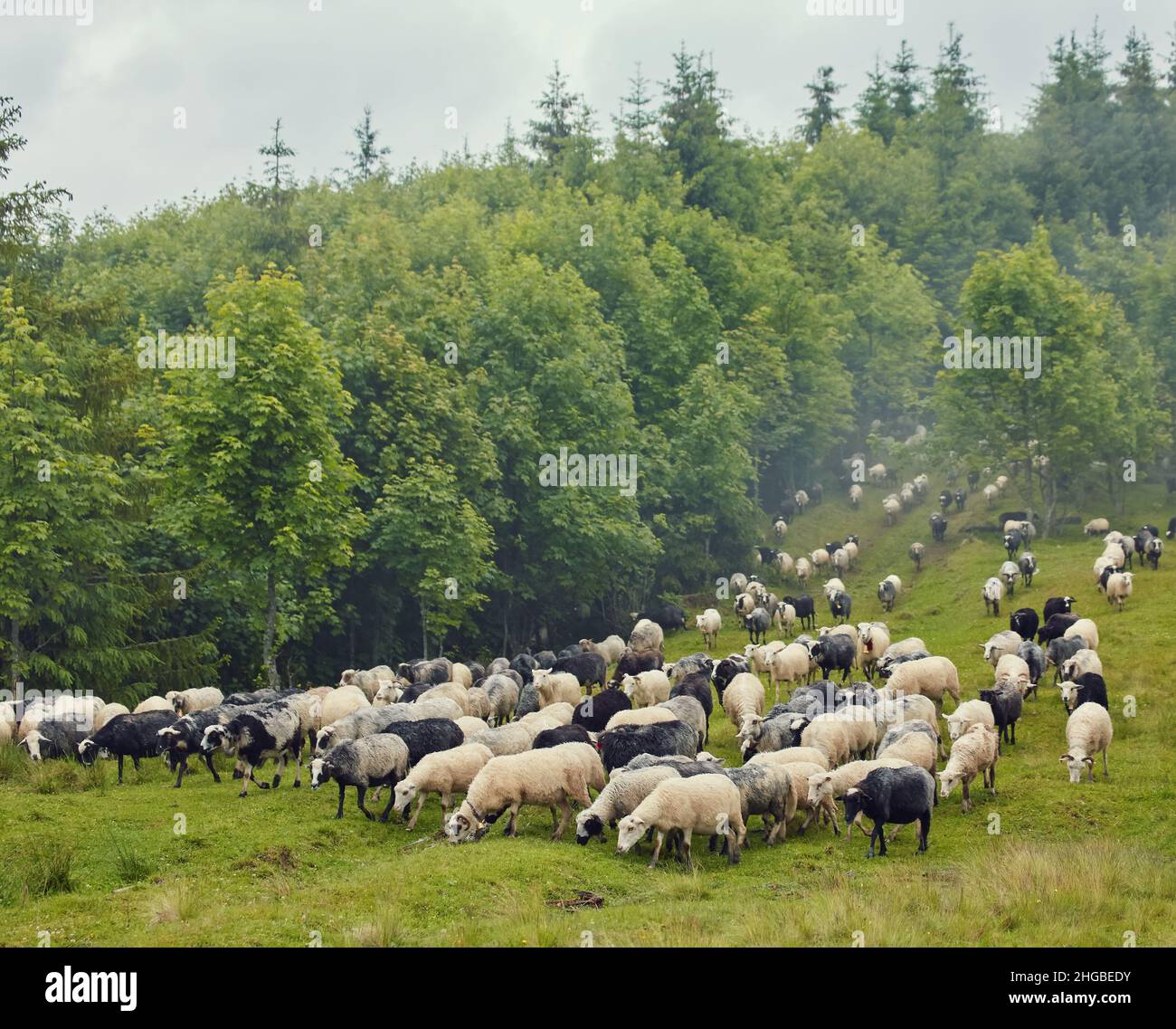 Panorama of landscape with herd of sheep graze on green pasture in the ...
