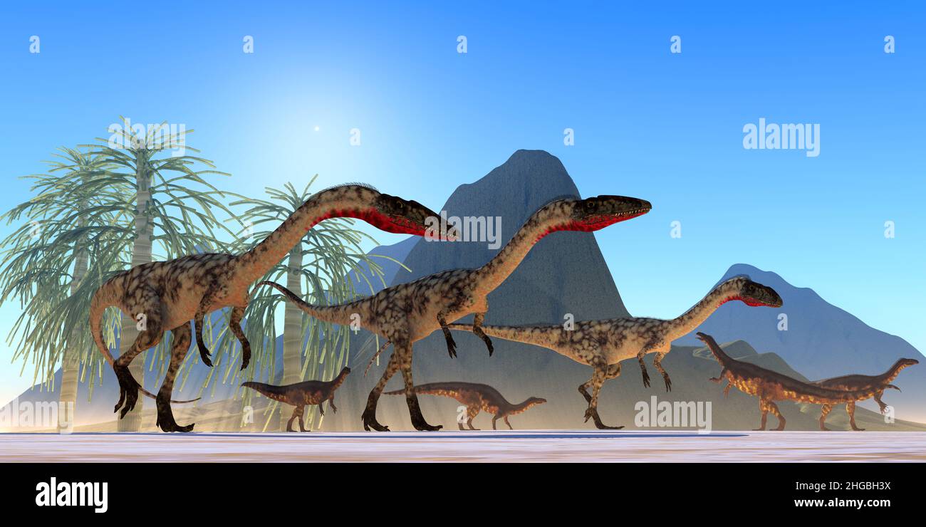 A Plateosaurus herbivorous herd watch a hunting pack of carnivorous Coelophysis dinosaurs during the Triassic Period. Stock Photo