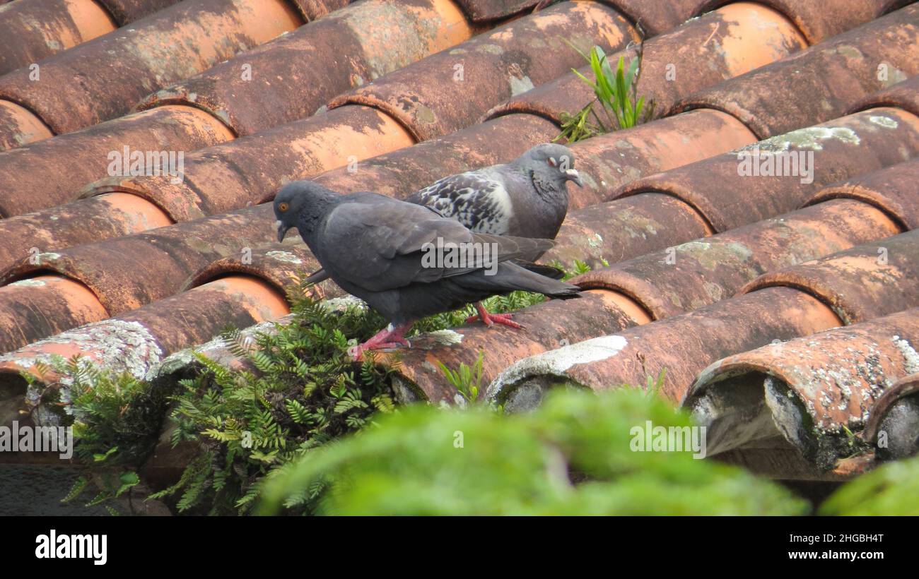 Pigeons on top of an old colonial roof Stock Photo