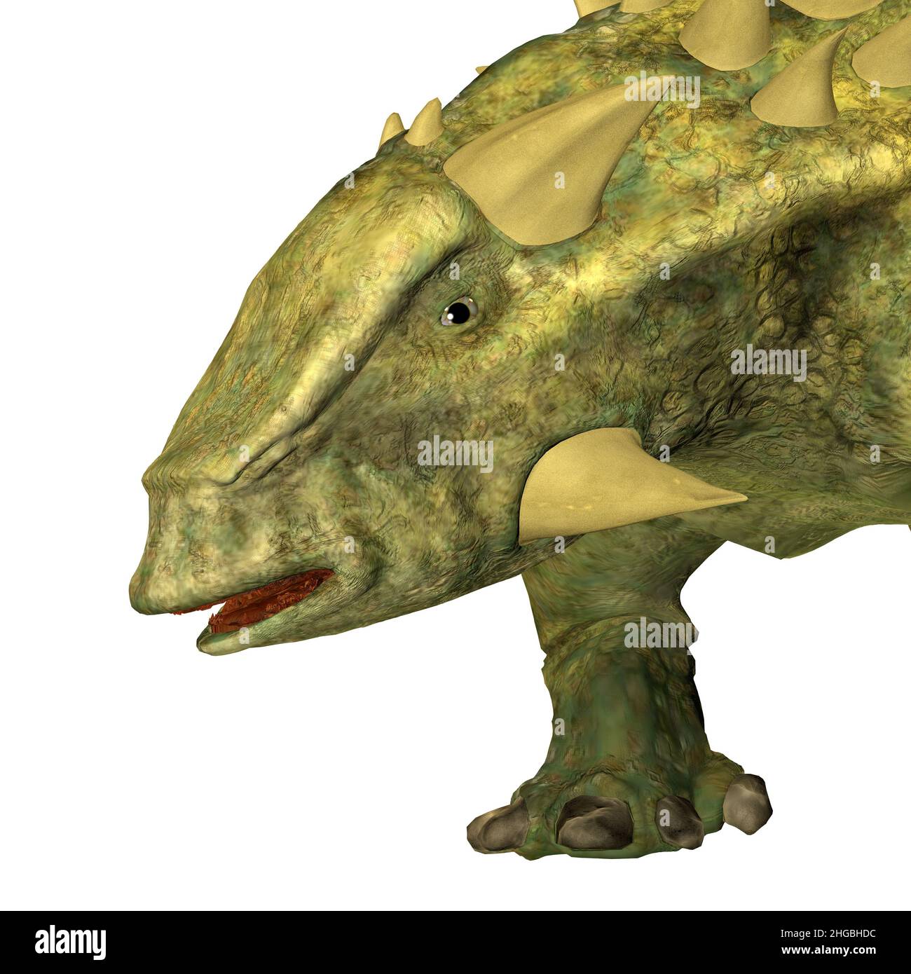 Talarurus was an armored Ankylosaurus dinosaur that lived in Mongolia during the Cretaceous Period. Stock Photo
