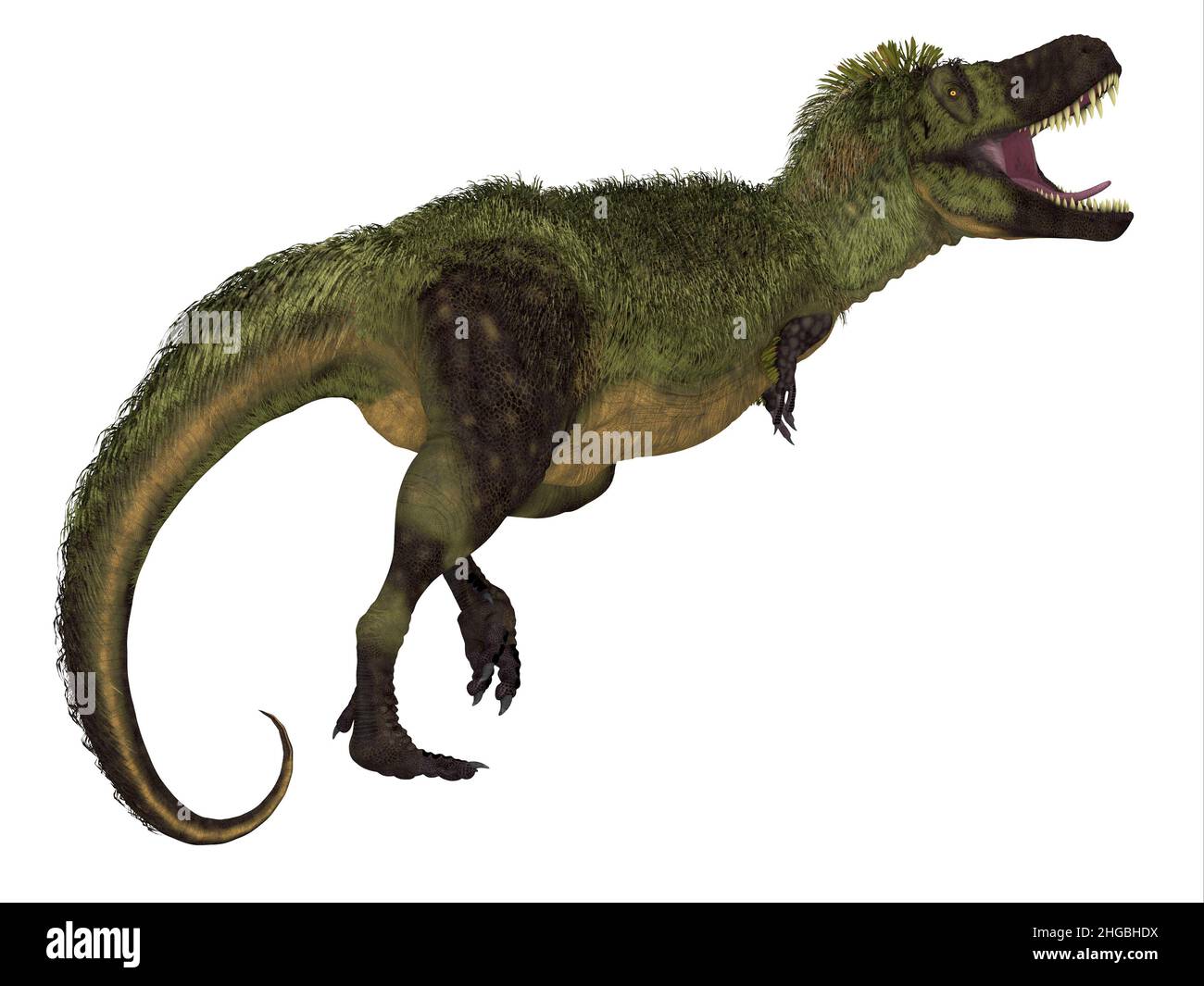 Tarbosaurus was a carnivorous feathered dinosaur that lived in Asia during the Cretaceous Period. Stock Photo