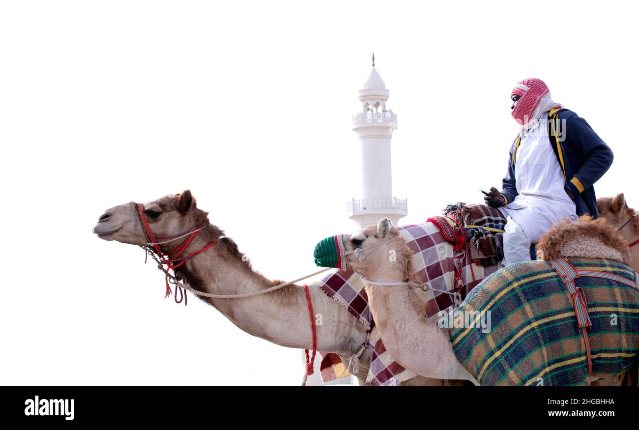 Arabian Camels in Camel racing Training Track - Shahanya Doha - QATAR ...