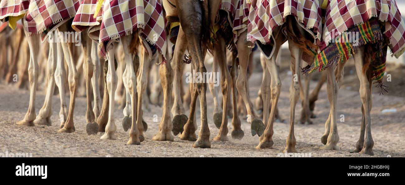 Arabian Camels in Camel racing Training Track - Shahanya Doha - QATAR ...