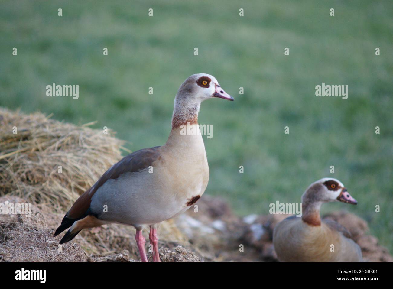 Nilgans Stock Photo