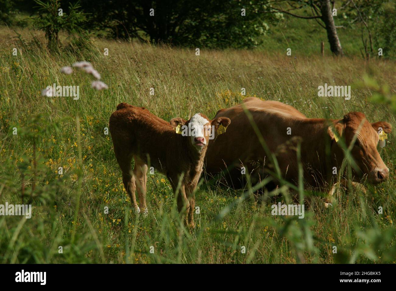 Astonishing Calf Numbers A Cows Reproductive Journey - l3929m6