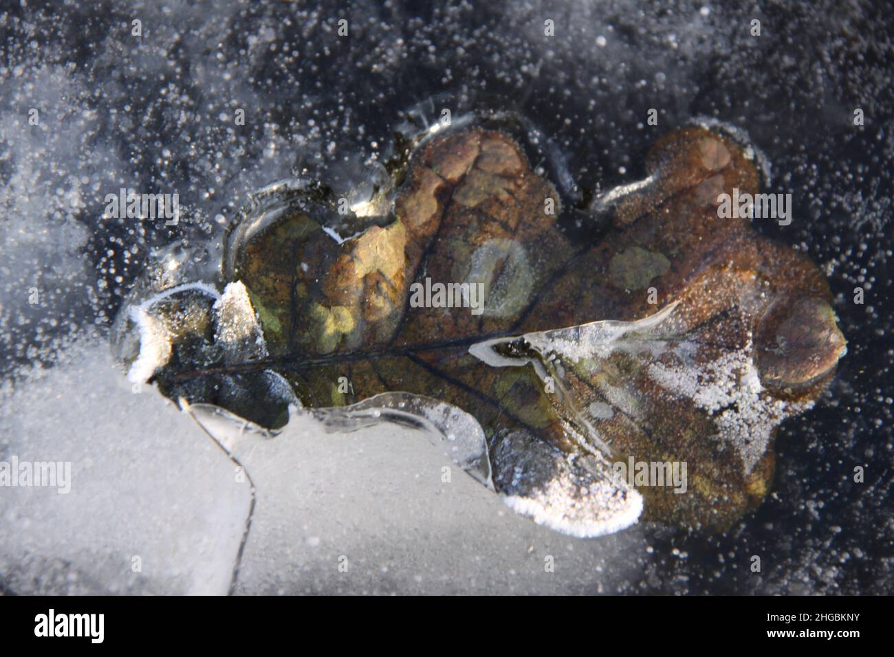 The leaf of the oak is frozen in the ice Stock Photo - Alamy