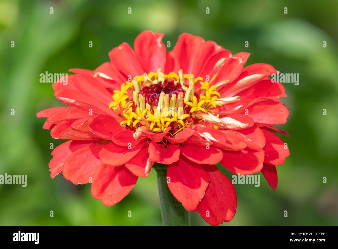 Close Up Of A Red Common Zinnia Zinnia Elegans Flower Stock Photo Alamy