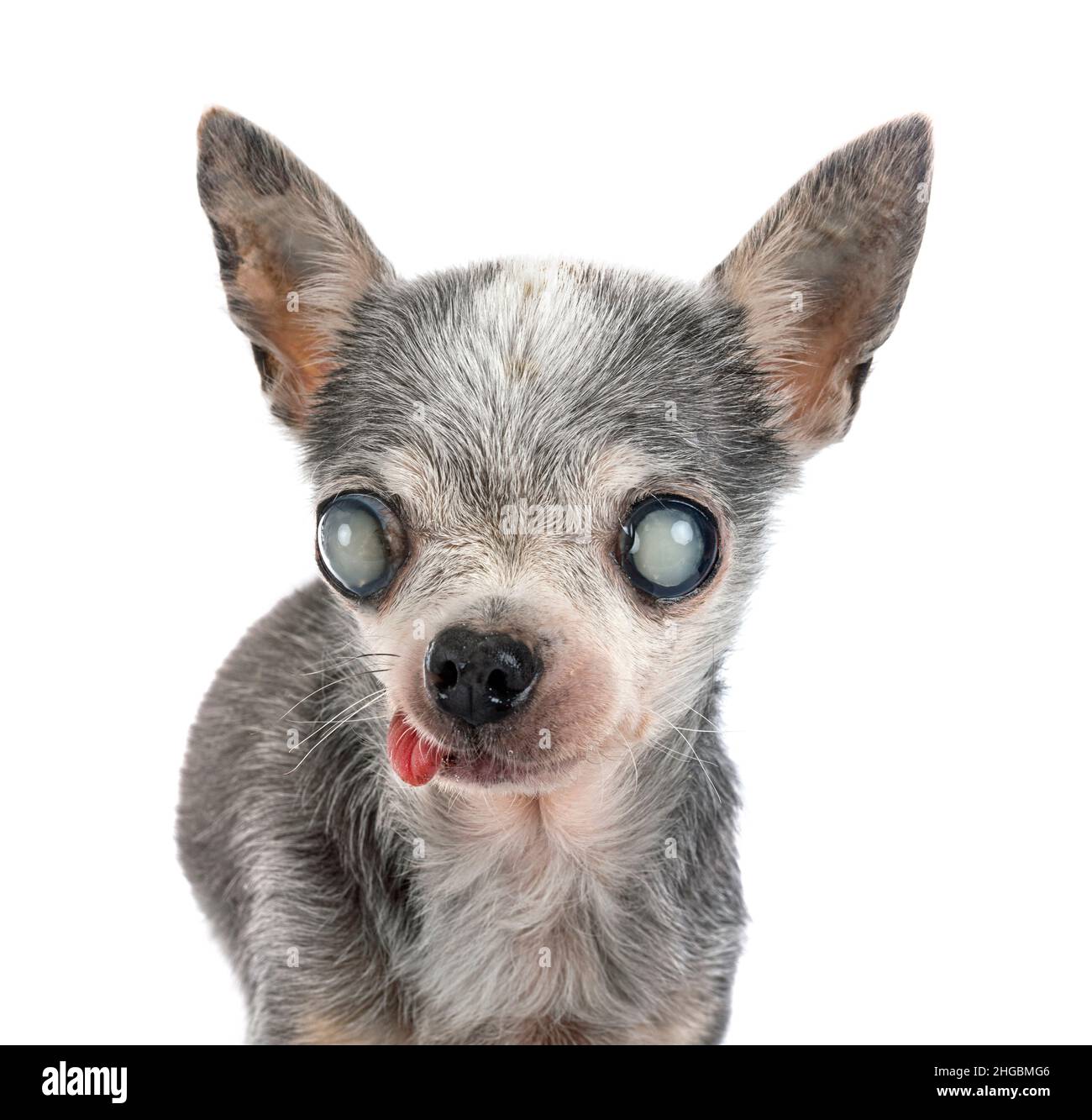 Old chihuahua sales