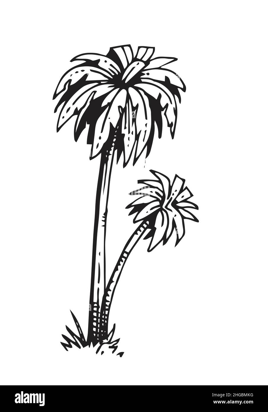 Cute Summer Tropical Drawings HD Png Download  Transparent Png Image   PNGitem