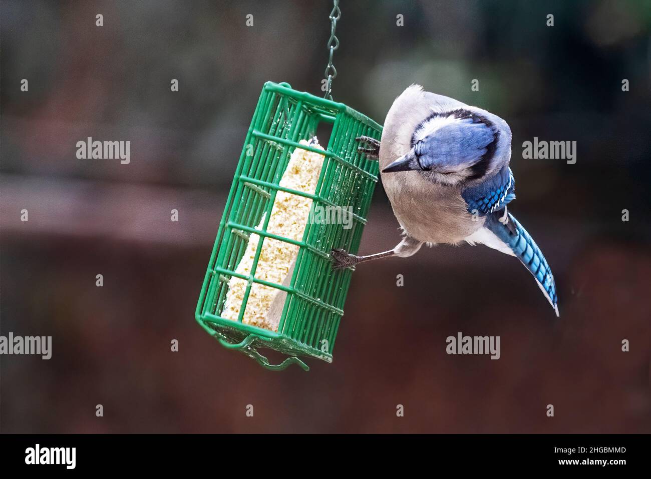Blue jay at backyard suet feeder Stock Photo Alamy