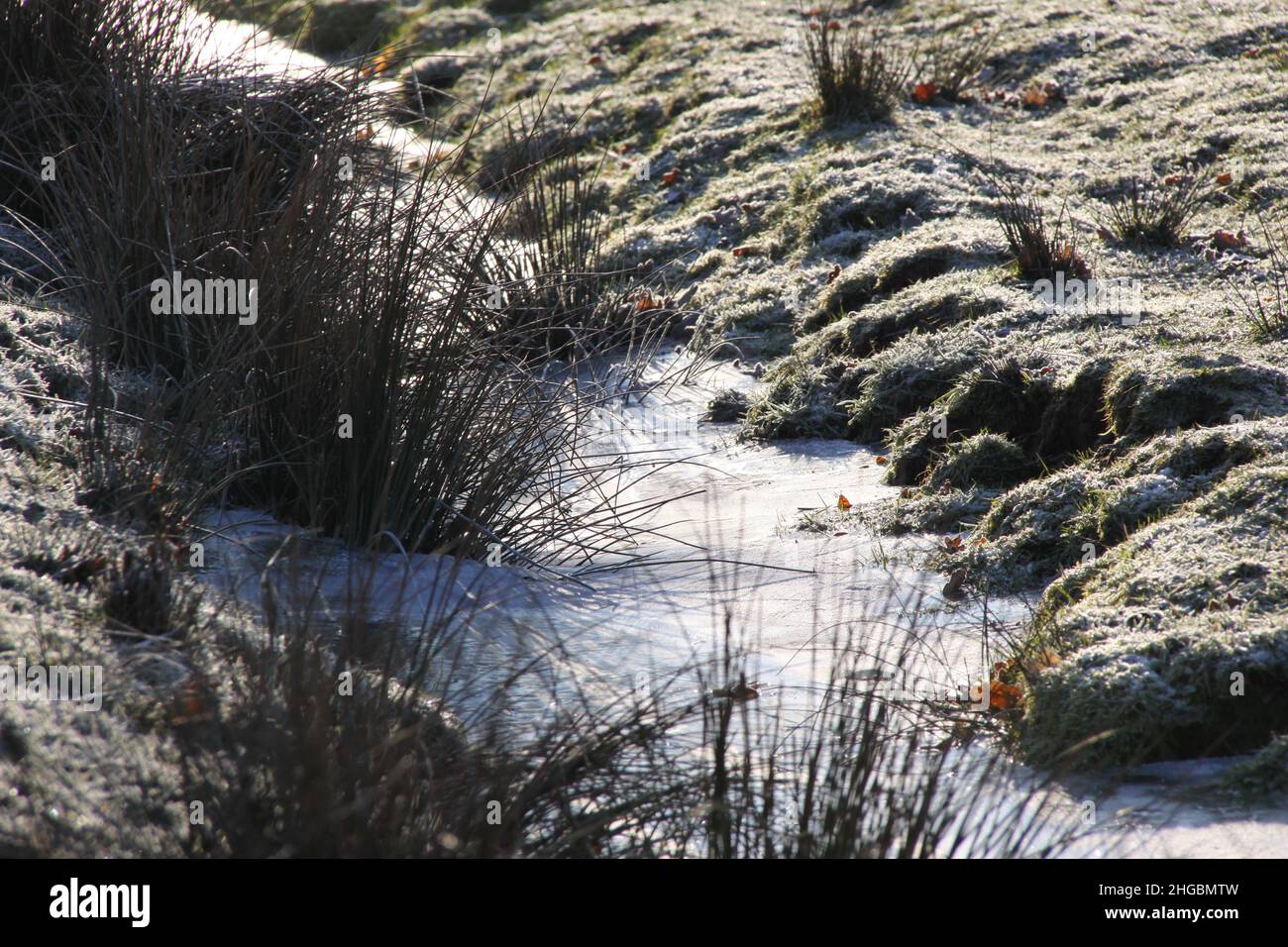 A wintry landscape with a snowy ditch and reed plants. Stock Photo