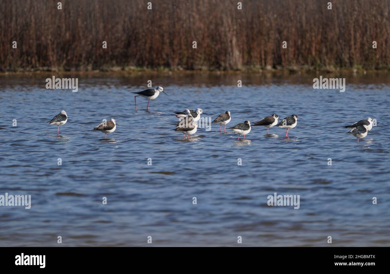 Group of Blackwinged stilts, in the wetlands of Fuente de Piedra