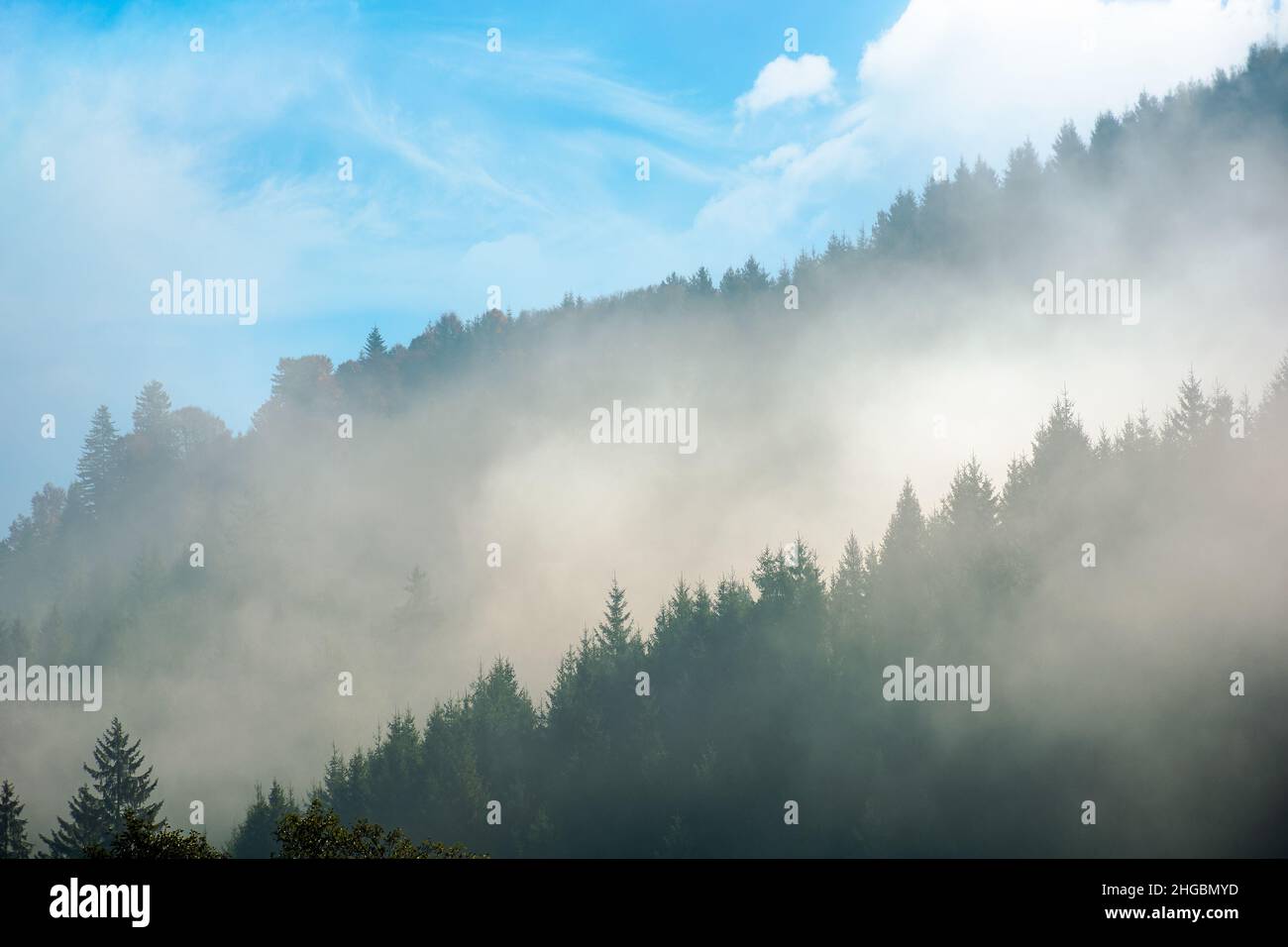 sunlight through fog and forest. coniferous trees on the hill. wonderful autumn nature background in morning light Stock Photo