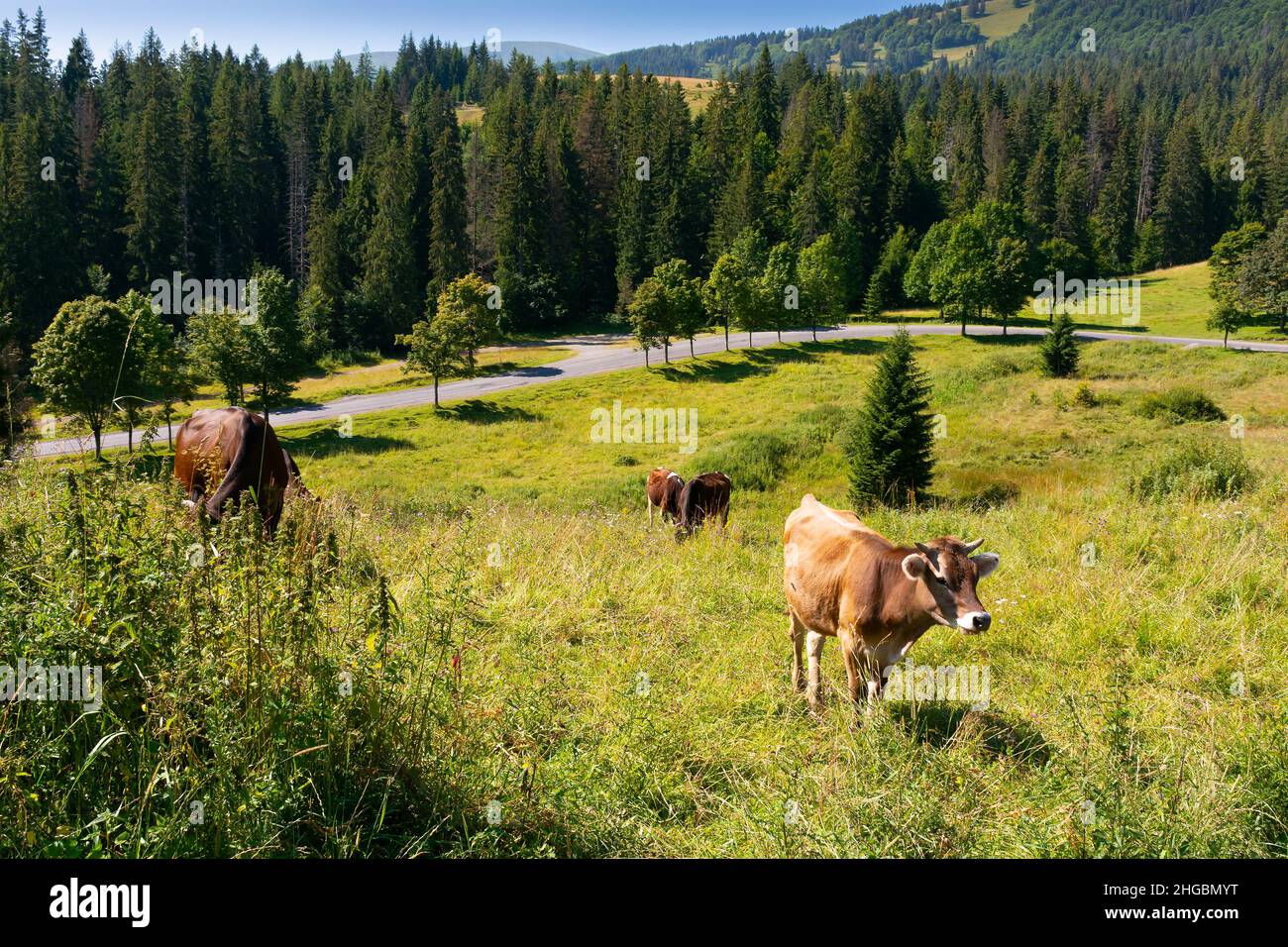 cow cattle on the grassy hillside meadow. rural landscape in summer. countryside scenery with pasture near the forest. concept of sustainability in ag Stock Photo