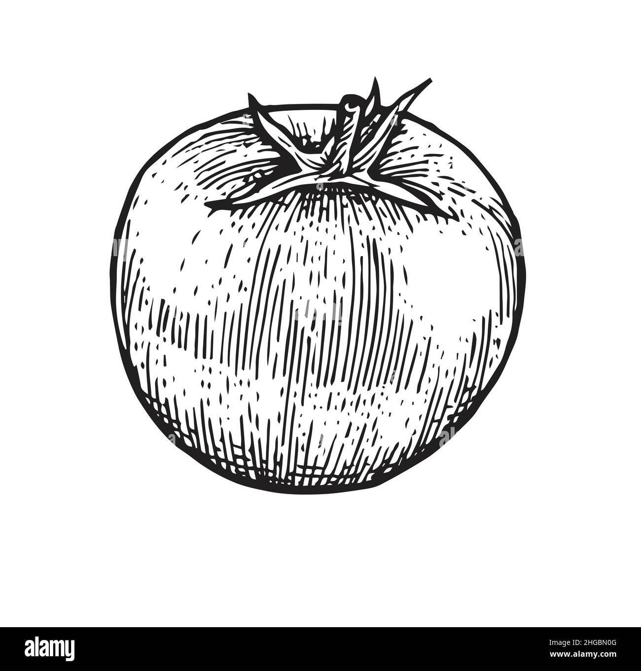 tomato. Beautiful ripe vegetable in vintage engraving style. Outline sketch. Hand drawing is isolated on a white background. Vector Stock Vector