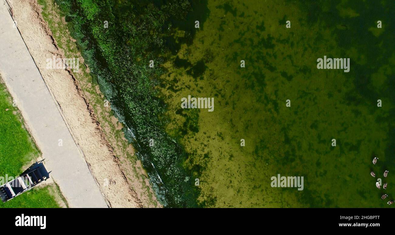 Aerial view of potentially dangerous toxic algae floating in waters of