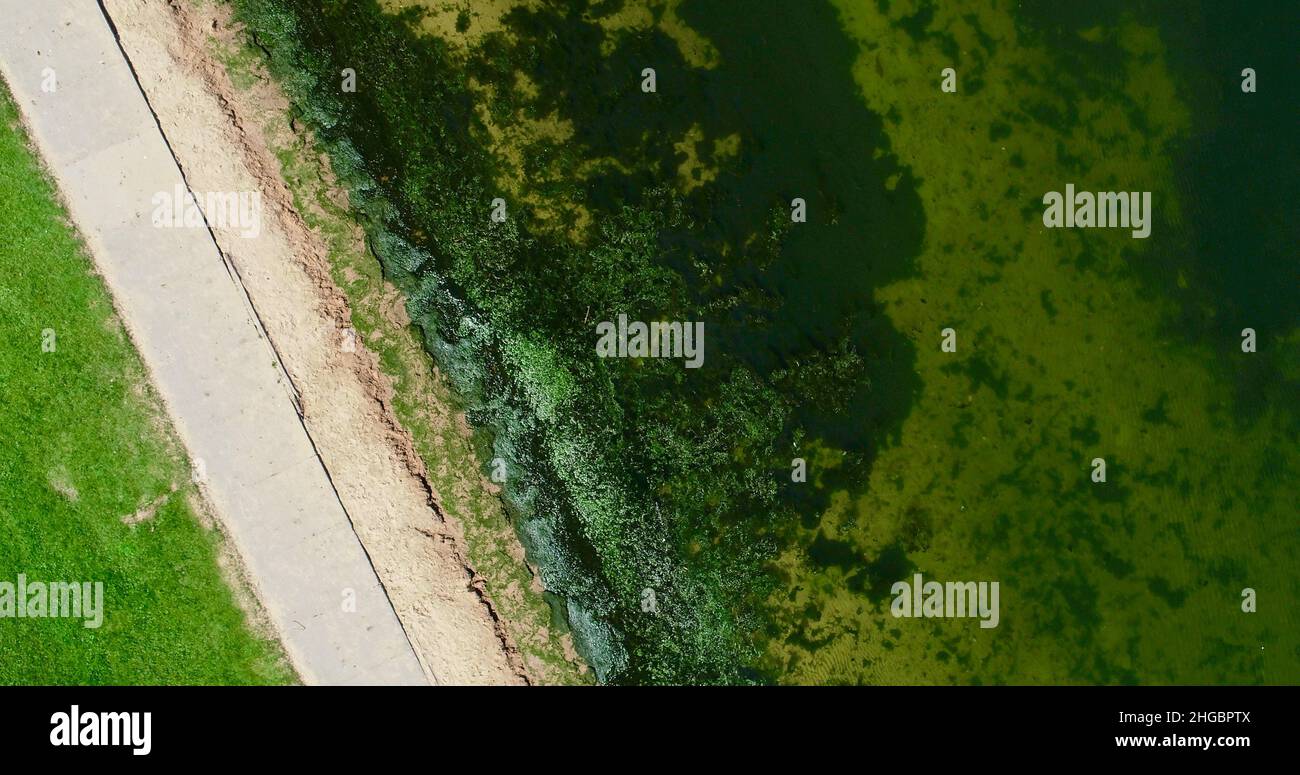 Aerial view of potentially dangerous toxic algae floating in waters of