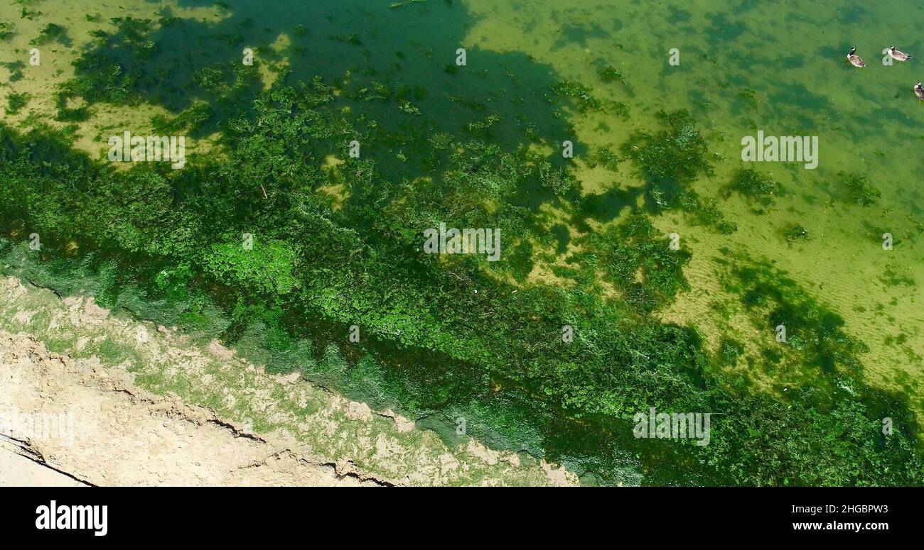 Aerial view of potentially dangerous toxic algae floating in waters of