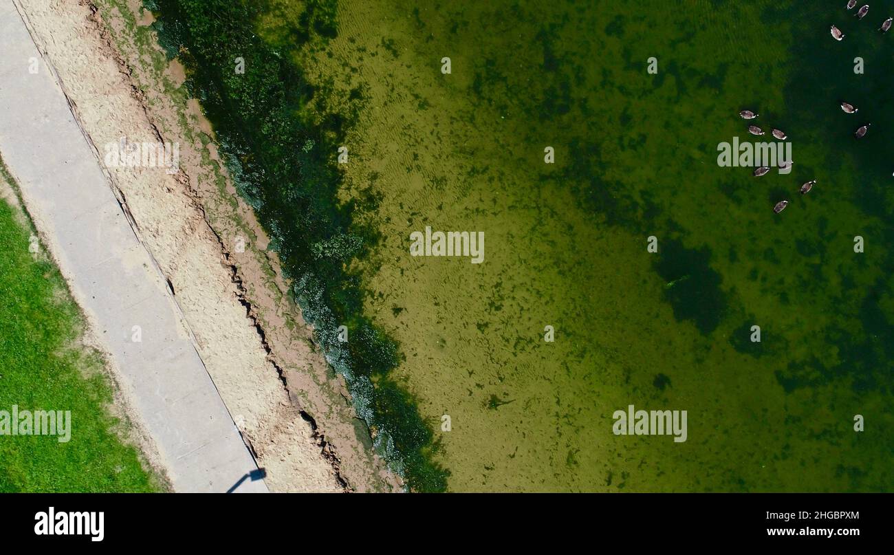 Aerial view of potentially dangerous toxic algae floating in waters of